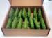 obrazek Zombicide Green Horde 3D Plastic Hedges set 